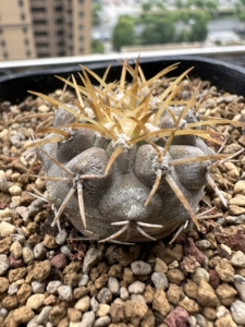 000人付款淘宝实生孤龙丸龙爪属 稀有 仙人球 5.