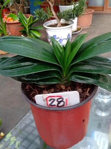 君子兰三年半带皱褶的微型兰.13片叶子,叶宽6.5,长11左