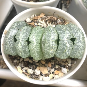 【特惠丨275号美文虞姬玉扇母本】一物一拍,根系好