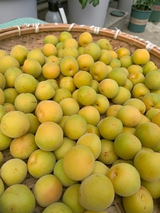 自家果园高山黄梅果新鲜现摘高山完熟黄梅青梅果鲜果生梅子酵素果