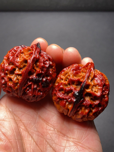 七彩百合元宝【x55】云南野生铁核桃文玩