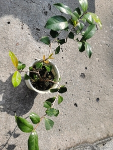 日本原装进口茶梅出云大社,一手拖小品,不包邮