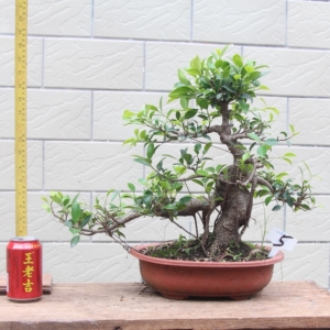 过桥形矮霸中国台湾小叶榕树盆景虎皮榕