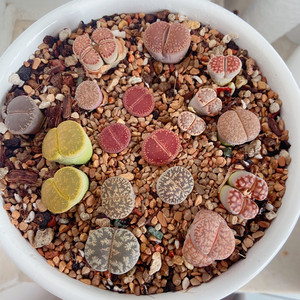 红宝石日轮生石花