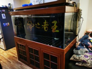 特鱼氏鱼缸裸缸转让1650*800*1700,现低价出售,仅