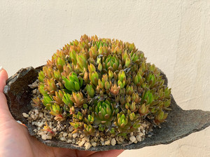 山野草 日本瓦松  爆盆瓦松 日本山野草 配鞍马石盆