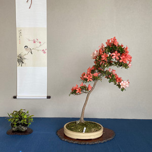 日本文人杜鹃盆景
