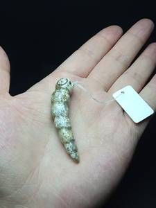 汉代白玉玉蚕,高古玉 老玉 收藏品