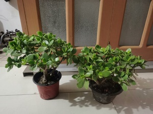 玻璃翠景天树盆栽老桩玉树耐旱多肉植物室内阳台花卉绿植好养
