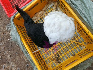 贵妃鸡种蛋可孵化贵妇观赏元宝宠物帽子黑白凤头受精蛋包邮11人付款