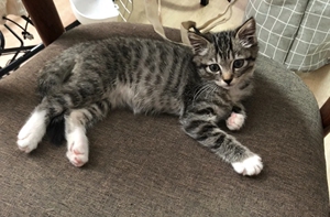 00tb1223660204淘宝中华田园猫橘猫活体大胖橘幼猫狸猫白猫橘白网红