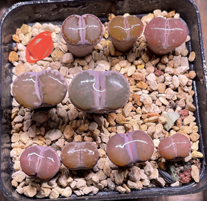 处理一盆全窗紫李生石花,有一个紫饼品相很好,都是3年以上的了