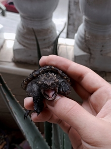 纯佛鳄龟野佛佛罗里达拟鳄龟 小亚成 混养瑕疵个体 左前爪断了