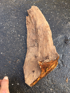 贡木沉香原材料原木,实心料龙鳞纹底色好,香味十足,难得的高品