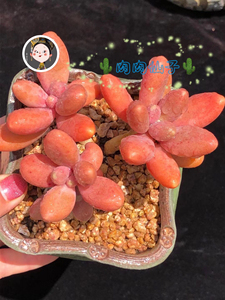 精品多肉,糖果美人老桩,11厘米左右,特价98包邮,孤品了