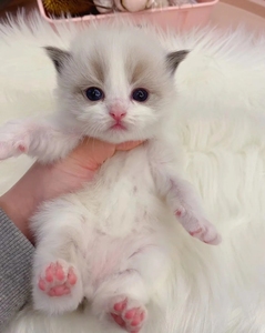 纯种布偶猫海双布偶幼猫蓝双重点色仙女猫小猫咪活物宠物猫幼崽
