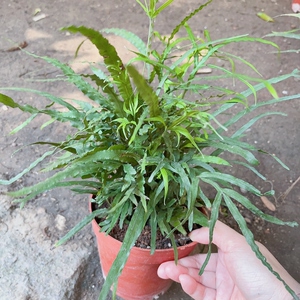 剑尾凤尾蕨凤尾草蕨小型蕨类盆栽diy造景雨林缸水陆缸盆景包邮