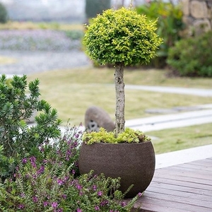 小叶女贞绿植盆栽棒棒糖型高杆造型树四季长青植物庭院小区别墅景