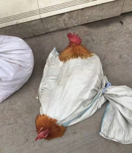 印度尼西亚双头鸡