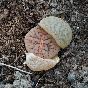 线招福玉生石花