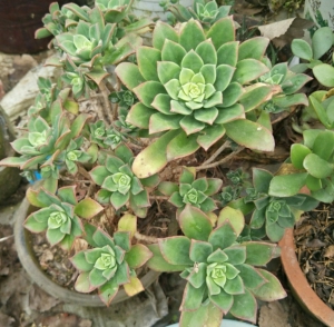 平舆大棵老桩红缘莲花掌自取