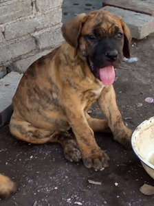 加纳利犬