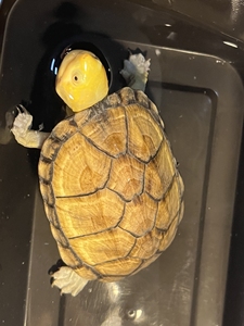 极品蝎泽,芒果头,颜值超高,背甲7 ,全品健康,吃货一枚