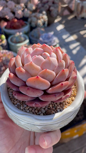 00tb093291045淘宝包邮一物一拍橙梦露多肉小单头老桩 雪天使 大