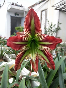 朱顶红,朱顶红猫凤,凤猫朱顶红,各种荷兰朱10元