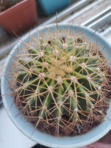 出黄彩玉仙人球6cm左右