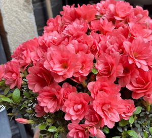 皋月杜鹃 夏娟 菊姬 实物拍摄 耐寒耐高温 带育苗盆 原盆原