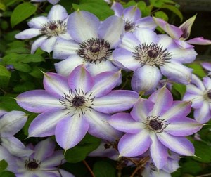 纪三井寺铁线莲,20一棵包邮 满五送一品种多,可挑选!