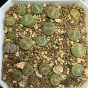 生石花 c54a 绿流水日轮