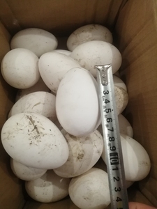 雁鹅蛋九个,自家鹅下的,能孵出来,只卖同城,快递破损不赔
