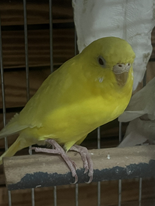 虎皮鹦鹉 黄红眼母 出一只 广安门外达官营自取