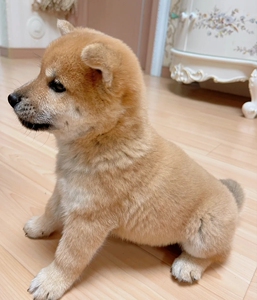 纯种秋田犬小柴犬幼犬中华田园犬,自家养的,2个多月大,公母都