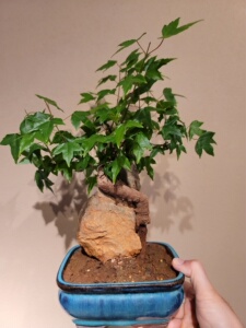 000人付款淘宝日本宫祥枫没时间搭理 仅限北京朝阳自