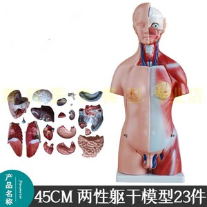 丨医学教学人体模型大脑内脏解剖器官拆卸仿真教具人偶摆件
