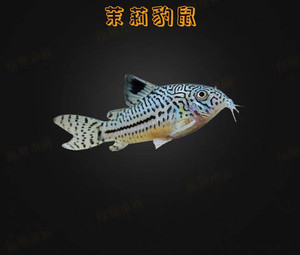 茉莉鼠鱼茉莉豹鼠 茉莉鼠 底牺鱼 除藻鱼 工具鱼2-3cm观
