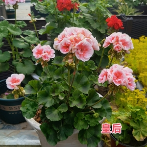 直立天竺葵(皇后),皇室系列,我个人是非常喜欢,大花球,花期
