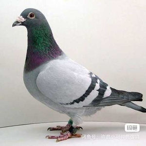 李明伟183104淘宝出售胡本血统种鸽一对,种公是500公里38名平背,种