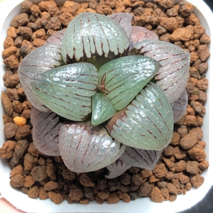 丸叶亲指姬.多肉十二卷