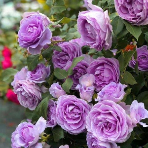 蓝紫色的丰花品种月季