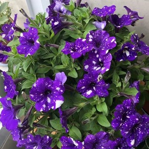 矮牵牛星空系列牵牛花盆栽阳台花卉成品原盆原土带花苞发货,不是