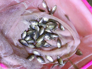 xy825180174466淘宝罗汉鱼,红马苗,泰国进口红马苗