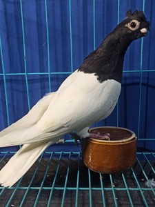 黑乌头种母,鸡冠凤,包邮包活.谢绝砍价.