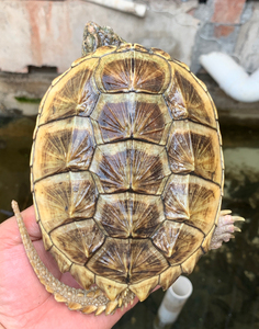 【类别】鳄龟 变异 黄化 杂佛 脱坑龟