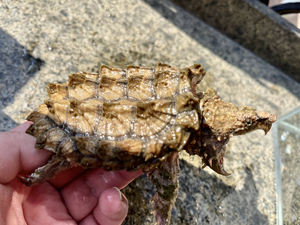 变异大鳄龟 变异大鳄 家养原色黄金gold大理石白金wg变异