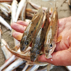 沙沟鱼石斑鱼沙勾鱼大自然的美味纯野生4斤包邮