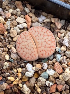 曲玉生石花 瑞光玉 岛田种 四年半的 一颗包邮价